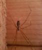Holocnemus pluchei